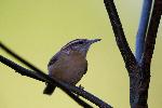 Carolina Wren at Congaree