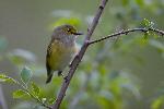White-eyed Vireo