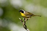 Common Yellowthroat