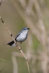 Blue-gray Gnatcatcher