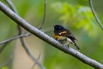 American Redstart (male)