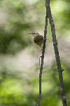 Swainson's Warbler
