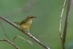 Swainson's Warbler