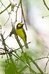 Hooded Warbler