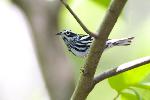 Black-and-White Warbler