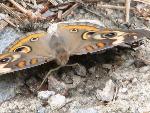 Common Buckeye