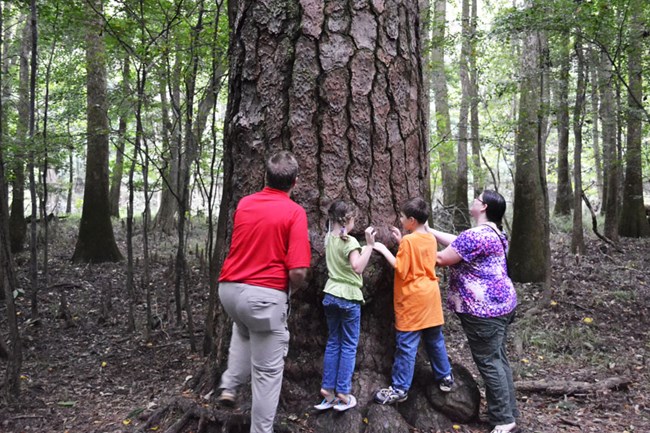 Family looking at Loblolly pine.