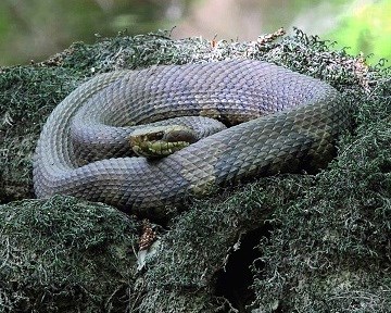 Snake coiled in moss