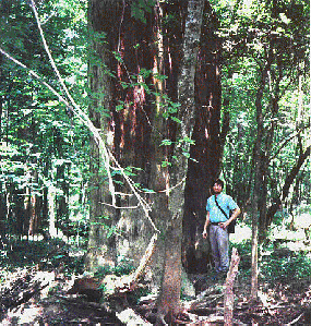Big Cypress