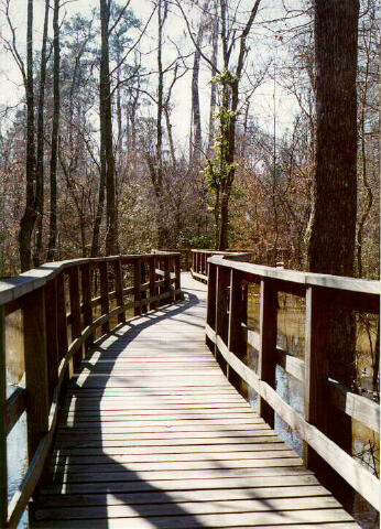Elevated Boardwalk at Congaree