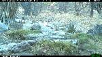 Rabbit, Canyon towhee, and Black-headed grosbeak
