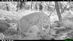 Bobcat