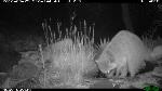 Raccoon