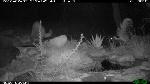 Skunk and raccoon