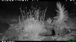 Skunk