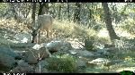 Coues white-tailed deer and rabbit