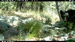 Black bear during the daytime