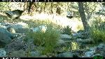 Gould's wild turkey chasing a Mexican jay