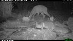 Coues White-tailed deer and fox