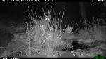 Bobcat and Oppossum