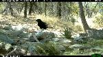 Raven