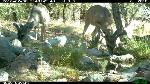 Coues white-tailed deer in velvet