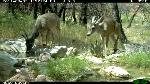 Two deer visit the water pond
