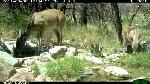 Doe and fawn 