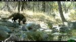 Coatimundi