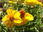 Golden zinnia