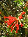 Smooth Bouvardia