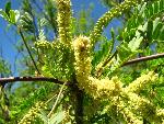 Mesquite flower