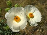 Bluestem pricklypoppy