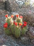 Claret-cup hedgehog cactus in bloom