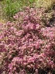 Indigo bush