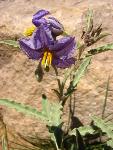 Silver-leaf nightshade