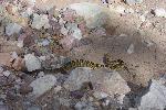 Blacktailed Rattlesnake