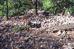 Damaged picnic area with tables and grills