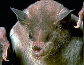 close-up view of a Lesser Long-nosed bat