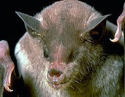 Close-up view of lesser long-nosed bat.
