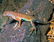 Lesser earless lizard showing blue stomach with black side markings.