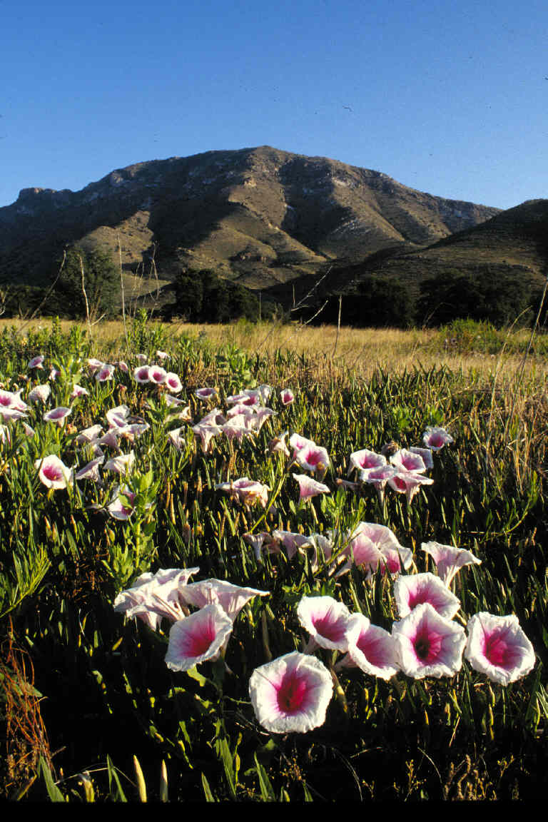 Bob Thompson Peak with morning glories in the foreground