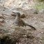 Roadrunner