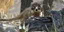 coati behind a log