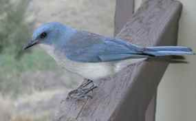 A Mexican Blue Jay perches on a wooden fence
