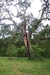 fallen oak tree