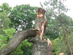 fallen oak tree