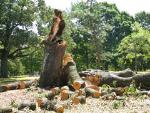 fallen oak tree