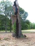 fallen oak tree stump