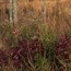 native grass at Cowpens National Battlefield